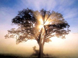 america-oak-tree-in-new-england-sunrise-1